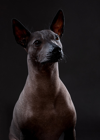 Xoloitzcuintle (Mexican Hairless Dog)  portrait close-up sitting on neutral gray background