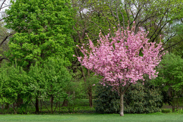 istock Tree in bloom with pink flowers 1224047832
