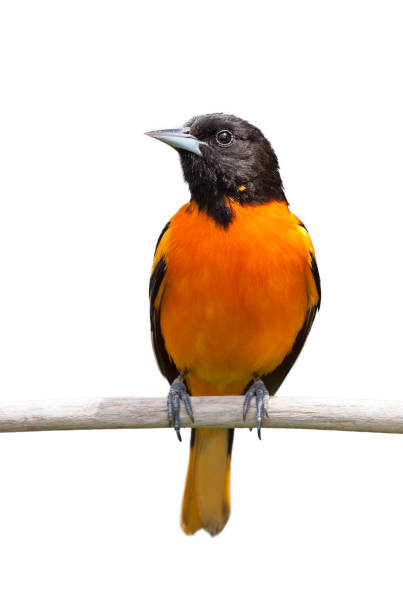 Baltimore Oriole on White Background A baltimore oriole isolated on a white background. songbird stock pictures, royalty-free photos & images