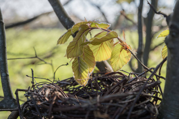 Close up of an empty bird's nest hidden in a beech tree.  Belfast, Northern Ireland.  Selective focus.