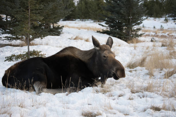 alce femmina sdraiato nella neve - canada moose winter snow foto e immagini stock