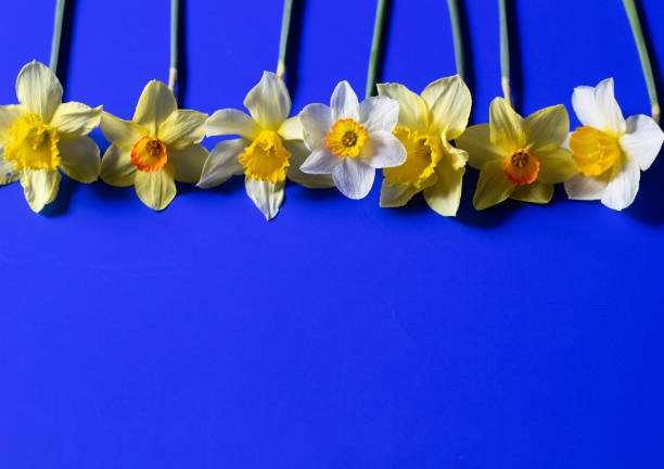 narcissus on blue background