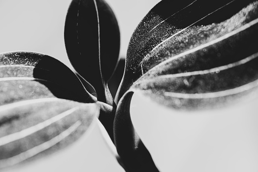 Close up of the foliage of a Jewel Orchid.  Belfast, Northern Ireland.  Selective focus.  Matte finish.