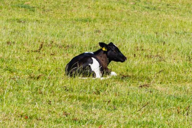 istock Calf laying on Meadow 1224052317