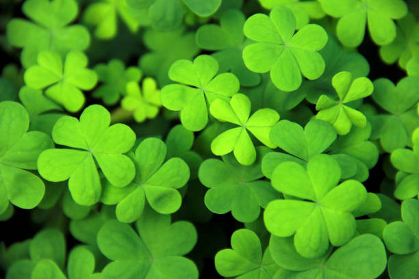 istock St Patrick's Day Lucky Shamrocks 1224055139