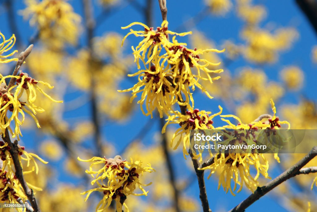 Witch Hazel Flowers Close up of yellow witch hazel flowers in full bloom; early spring, winter Witch-hazel Stock Photo