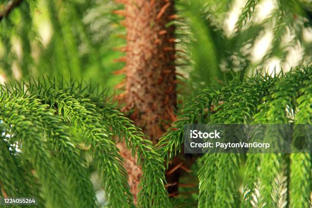 Norfolk Island Pine Trunk Stock Photo - Download Image Now - Pine Tree, Pine Wood - Material, Houseplant