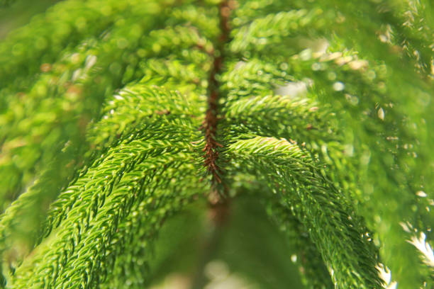 Bough of Norfolk Island Pine tree; coniferous evergreen needles hanging from stem; center, middle; wallpaper image