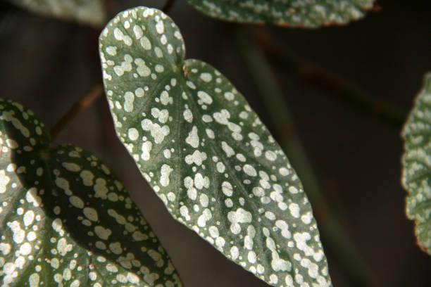 foglie di begonia - begonia foto e immagini stock