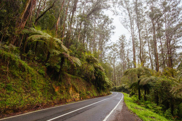 istock Road to Noojee in Victoria Australia 1224058238