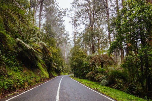 istock Road to Noojee in Victoria Australia 1224058246