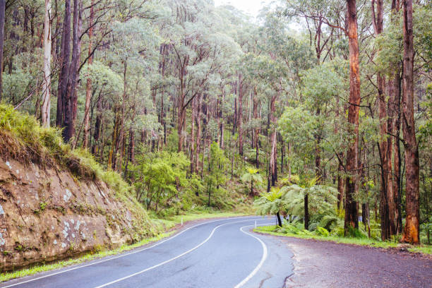 istock Road to Noojee in Victoria Australia 1224058251