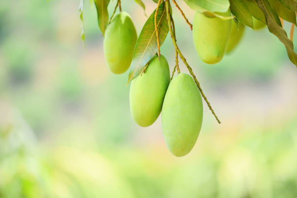 istock raw mango hanging on tree with leaf background in summer fruit garden orchard - green mango tree 1224059173