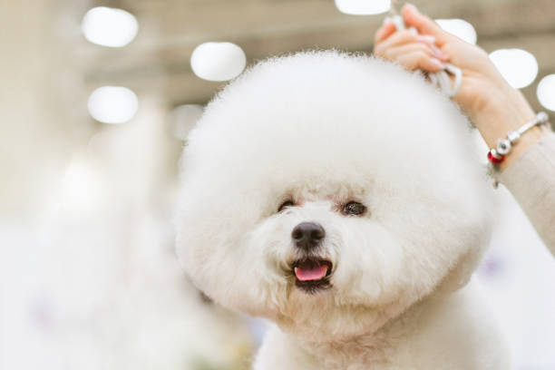 istock Dog Bichon Frise with a white coat on a background dogshow. 1224059845