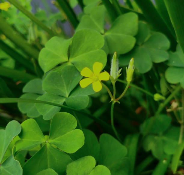 istock flower and green leaves 1224059848