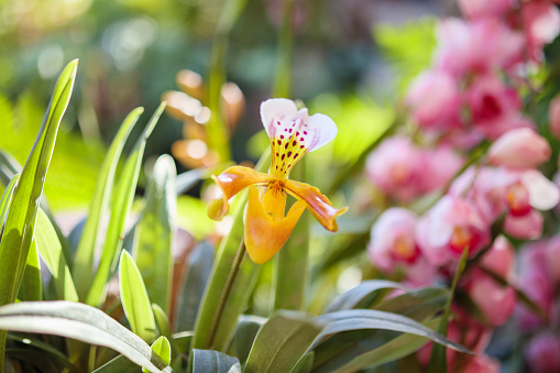 Beautiful Paphiopedilum Orchid flower blooming in garden floral background
