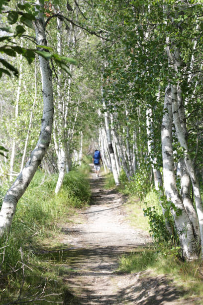 istock Hiking Trail in Acadia National Park 1224065693