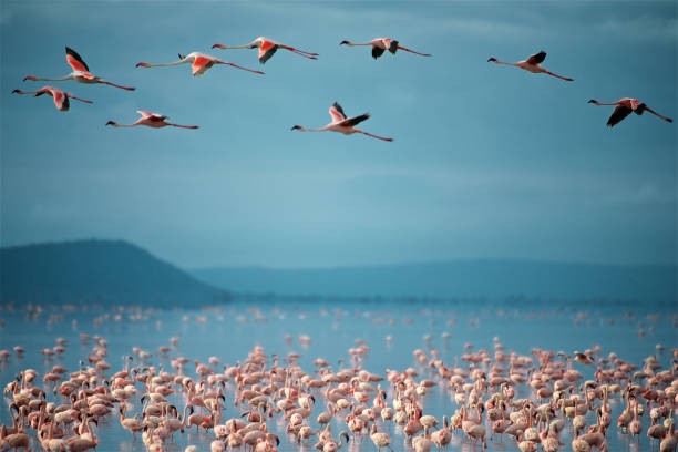 flamingo volant au-dessus du lac manyara - lake manyara national park photos et images de collection