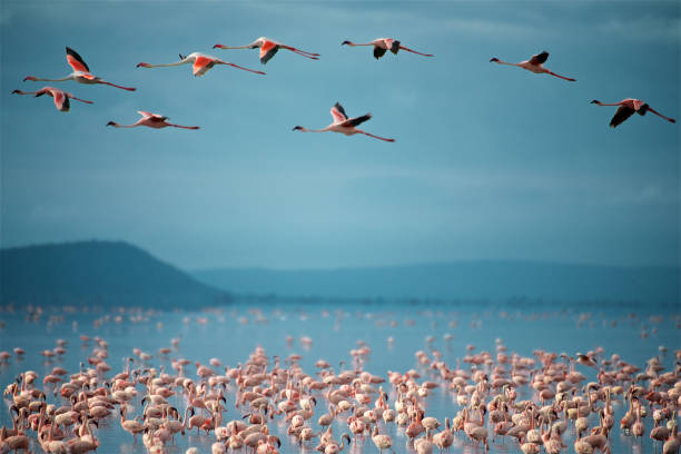 flamingo voador sobre o lago manyara - lake manyara national park - fotografias e filmes do acervo