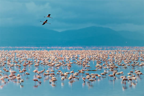 Flying Flamingo Over The Lake Manyara