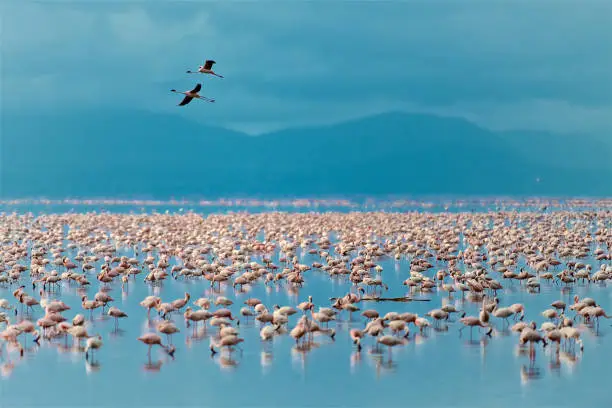 Photo of Flying Flamingo Over The Lake Manyara