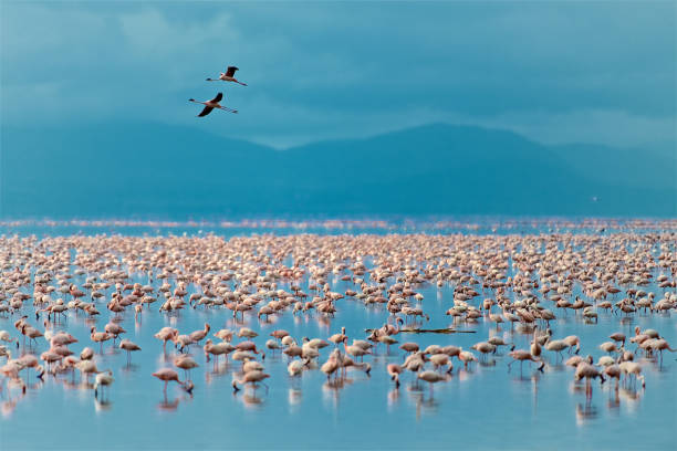flying flamingo over the lake manyara - group of animals animal bird flamingo imagens e fotografias de stock