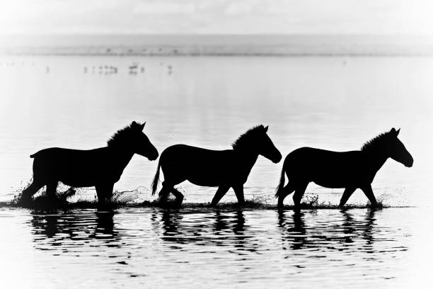 istock Reflection Of Three Walking Zebras In Lake Manyara 1224066685
