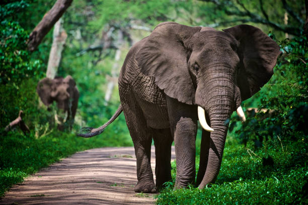 deux éléphants par la route à l’intérieur de la forêt dans le lac manyara - lake manyara national park photos et images de collection