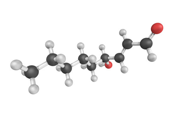 3d structure of 4-Hydroxynonenal, an unsaturated hydroxyalkenal that is produced by lipid peroxidation in cells. 4-HNE is the primary alpha,beta-unsaturated hydroxyalkenal formed in this process.
