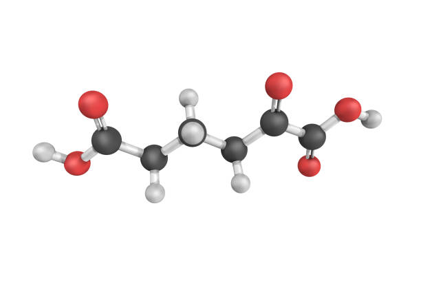 3d structure of Alpha-Ketoadipic acid (or 2-oxoadipate), an intermediate in the metabolism of lysine.