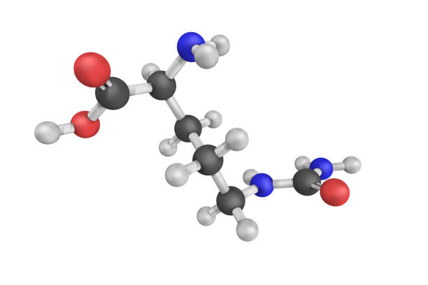 3d structure of citrulline, an alfa-amino acid. it is a key intermediate in the urea cycle, the pathway by which mammals excrete ammonia - intermediate imagens e fotografias de stock