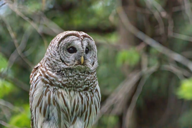 istock Barred owl on the branch 1224069974