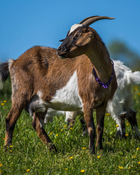 istock goats on the farm 1224070583