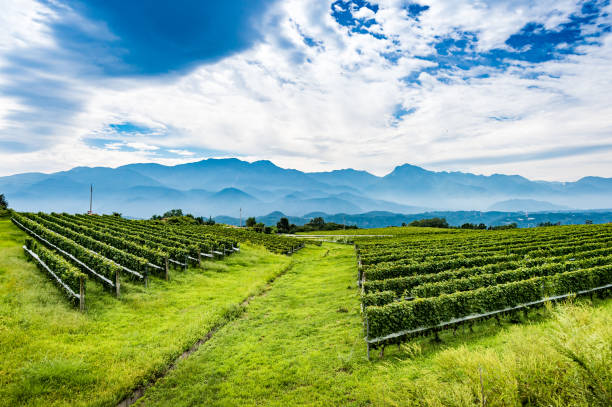 wine yard en yamanashi japón - prefectura de yamanashi fotografías e imágenes de stock