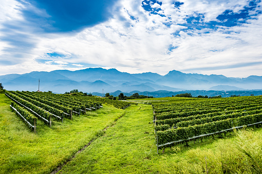 Yamanashi wine field overlooking the Yatsugatake mountain range