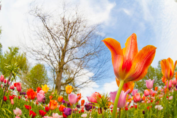 istock colorful tulips. tulips in spring,colourful tulip 1224072442