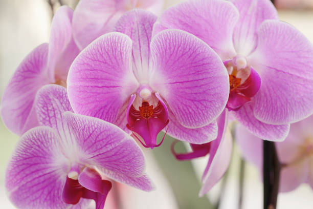 istock blossom violet vanda orchid in garden 1224073866