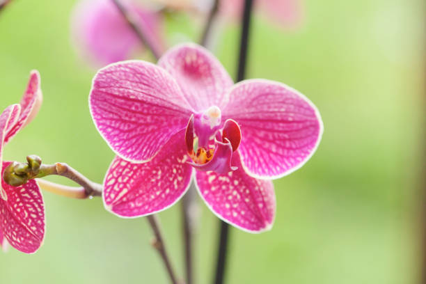 Beautiful purple orchid - phalaenopsis