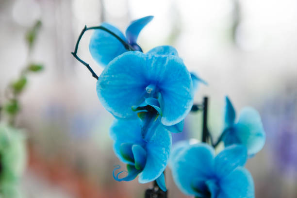 istock beautiful blue orchids in garden 1224073948