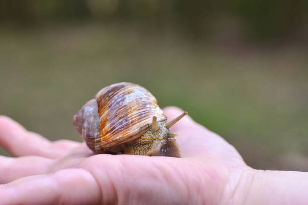 istock Large grape snail crawling on a child