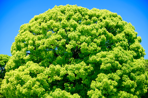 Camphor tree young leaves against clear sky.