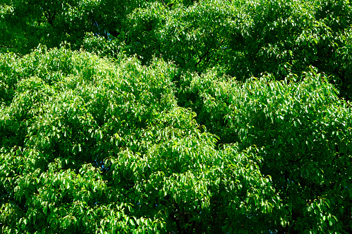 Close-up of Camphor Tree background.
