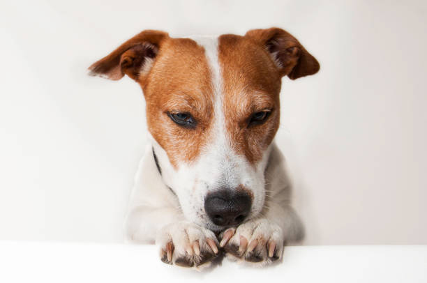 istock Happy, curious dog Jack Russell Terrier, isolated on a white background 1224074757