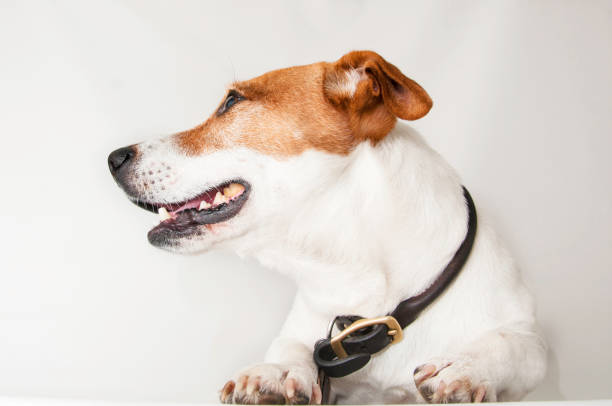 istock Happy, curious dog Jack Russell Terrier, isolated on a white background 1224074857