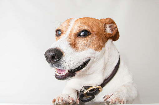 Happy, curious dog white and orange Jack Russell Terrier, isolated on a white background