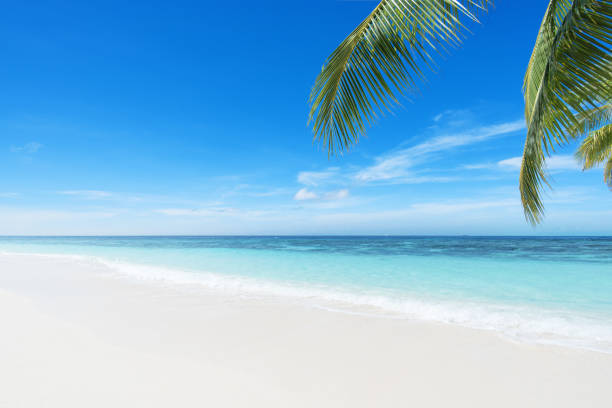 istock Exotic beach with palm leaves and turquoise sea 1224075035