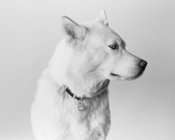 A film scan of a white Siberian husky profile.
