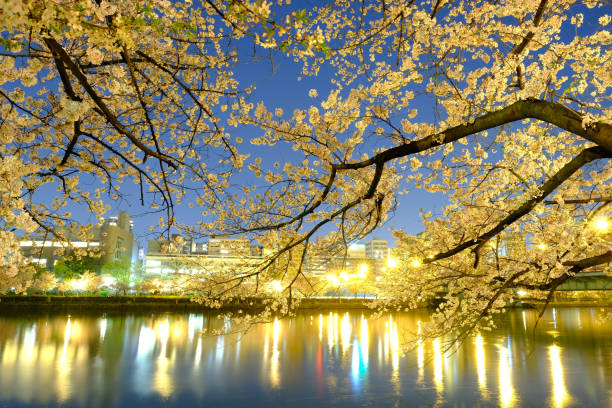 Sakura Cherry Blossoms Branch In Front City View Golden Light Up