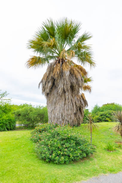 istock Cordoba Argentina monumental palm tree 1224076518