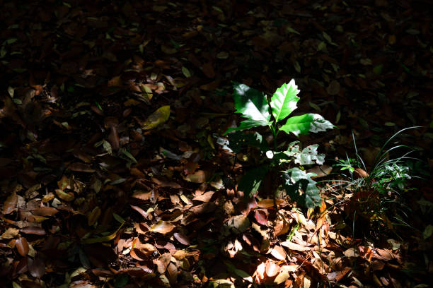 Texture of fresh green leaves in springtime.